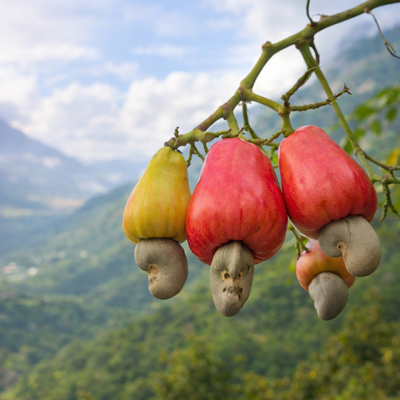 Jak rosną nerkowce. Owoce nerkowca na drzewie
